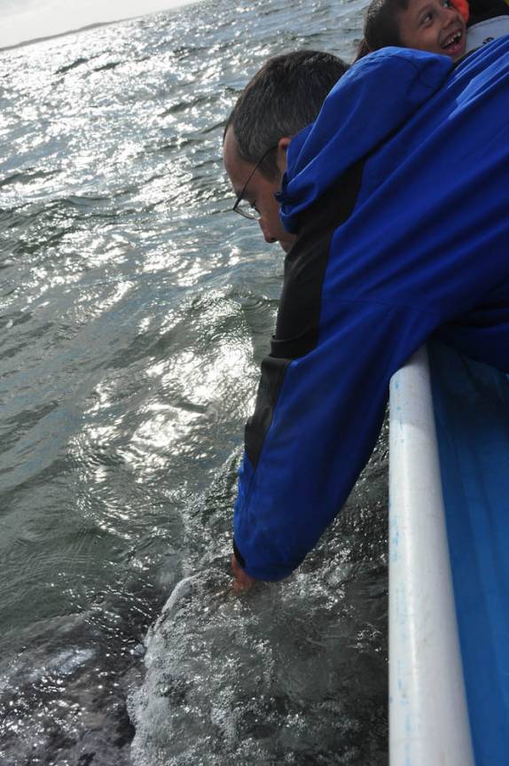 Tocando baleia cinzenta durante passeio em canal da Baía Magdalena, em Puerto López Mateos, na Baja California - México